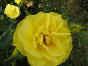 KORRESIA (floribunda)